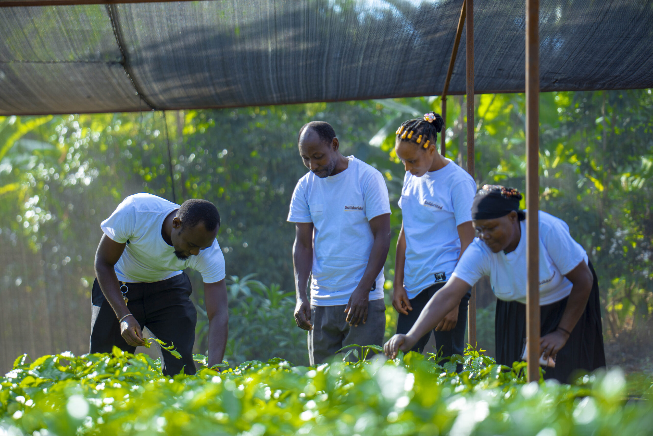 Promoter farmers attending to a coffee seedling nursery in Tanzania 