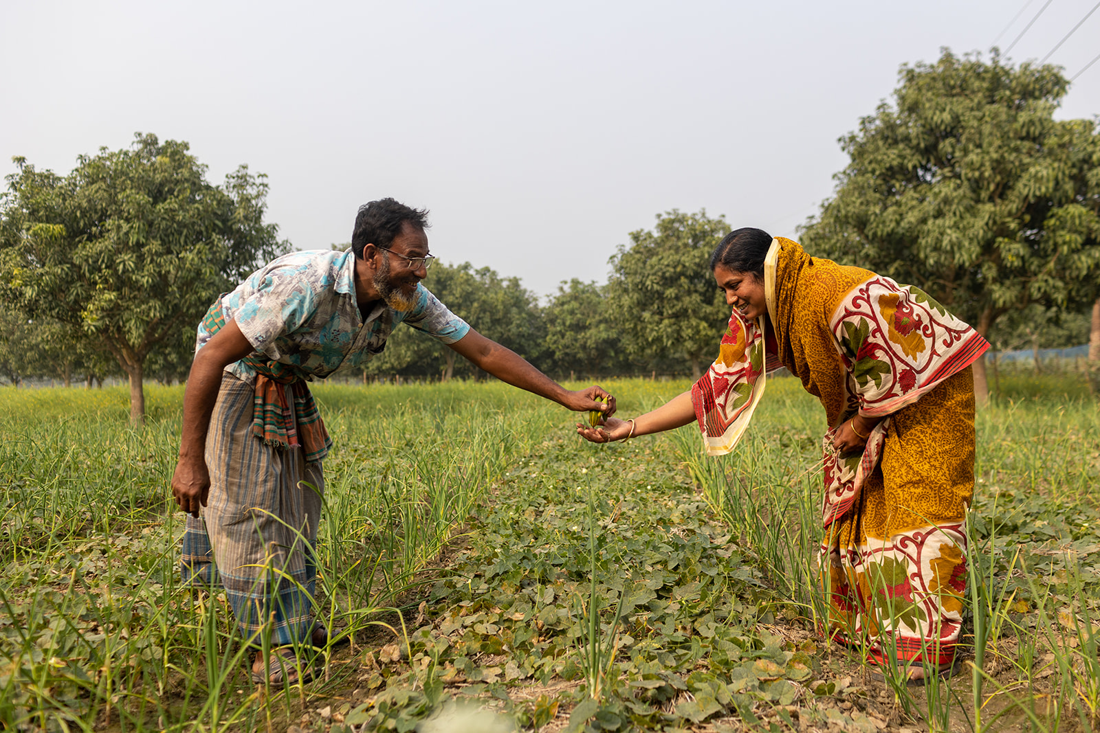 Mango farmers in Bangladesh