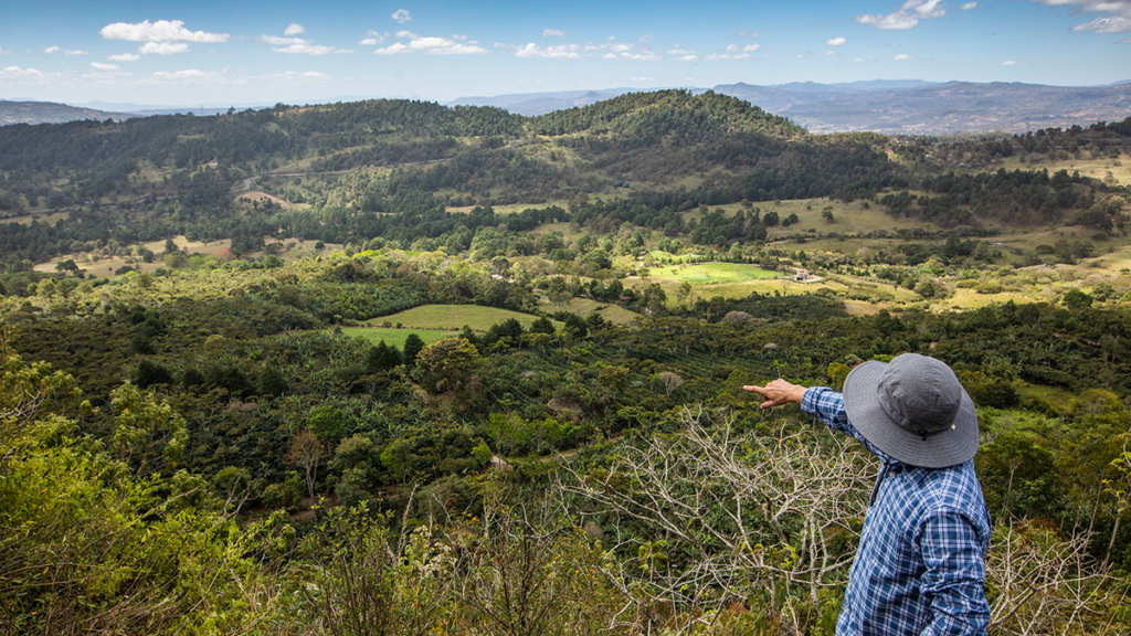 Vidal Peralta, coffee producer in Nicaragua surveying his land