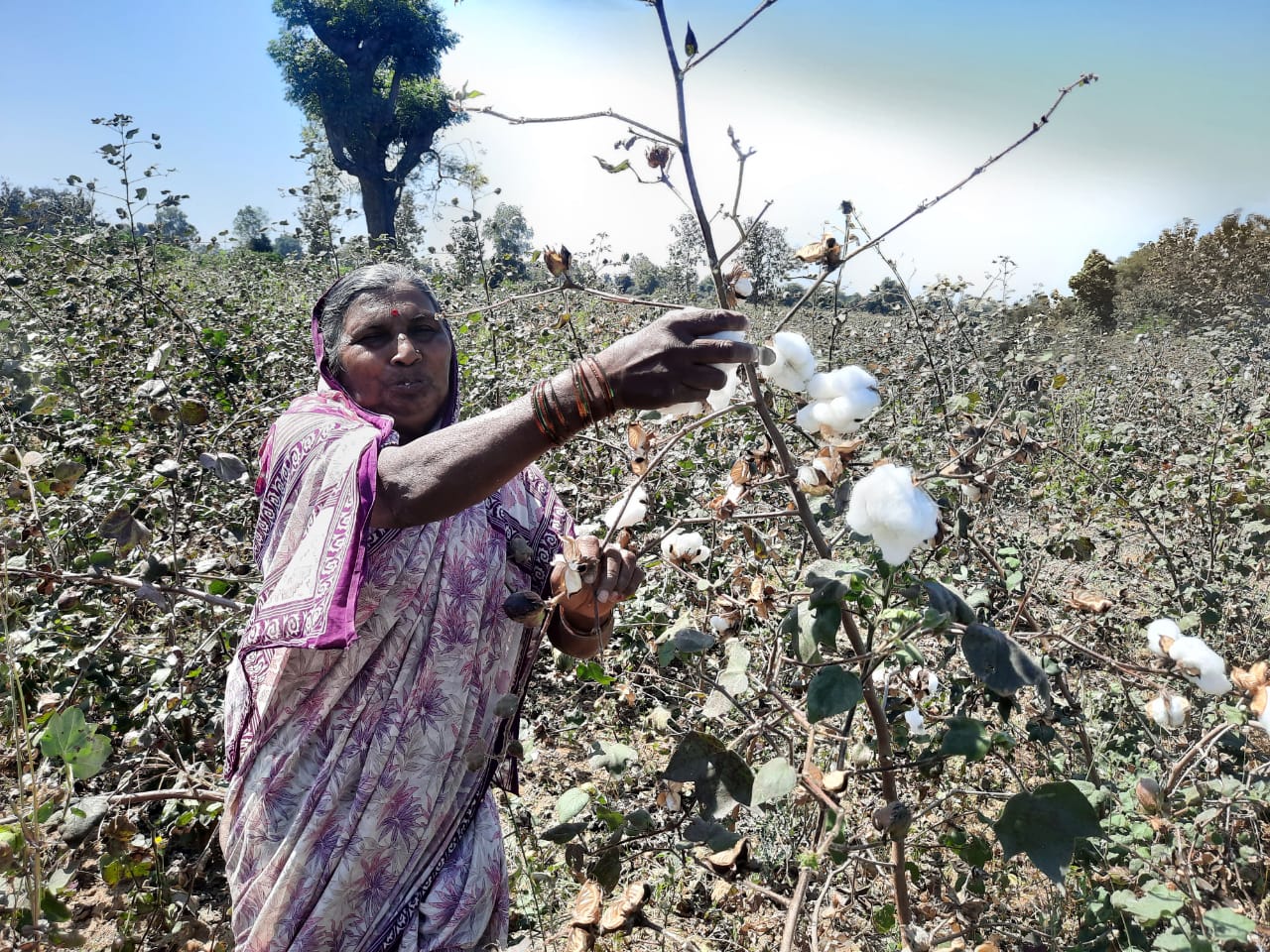 Regenerative farming cotton India