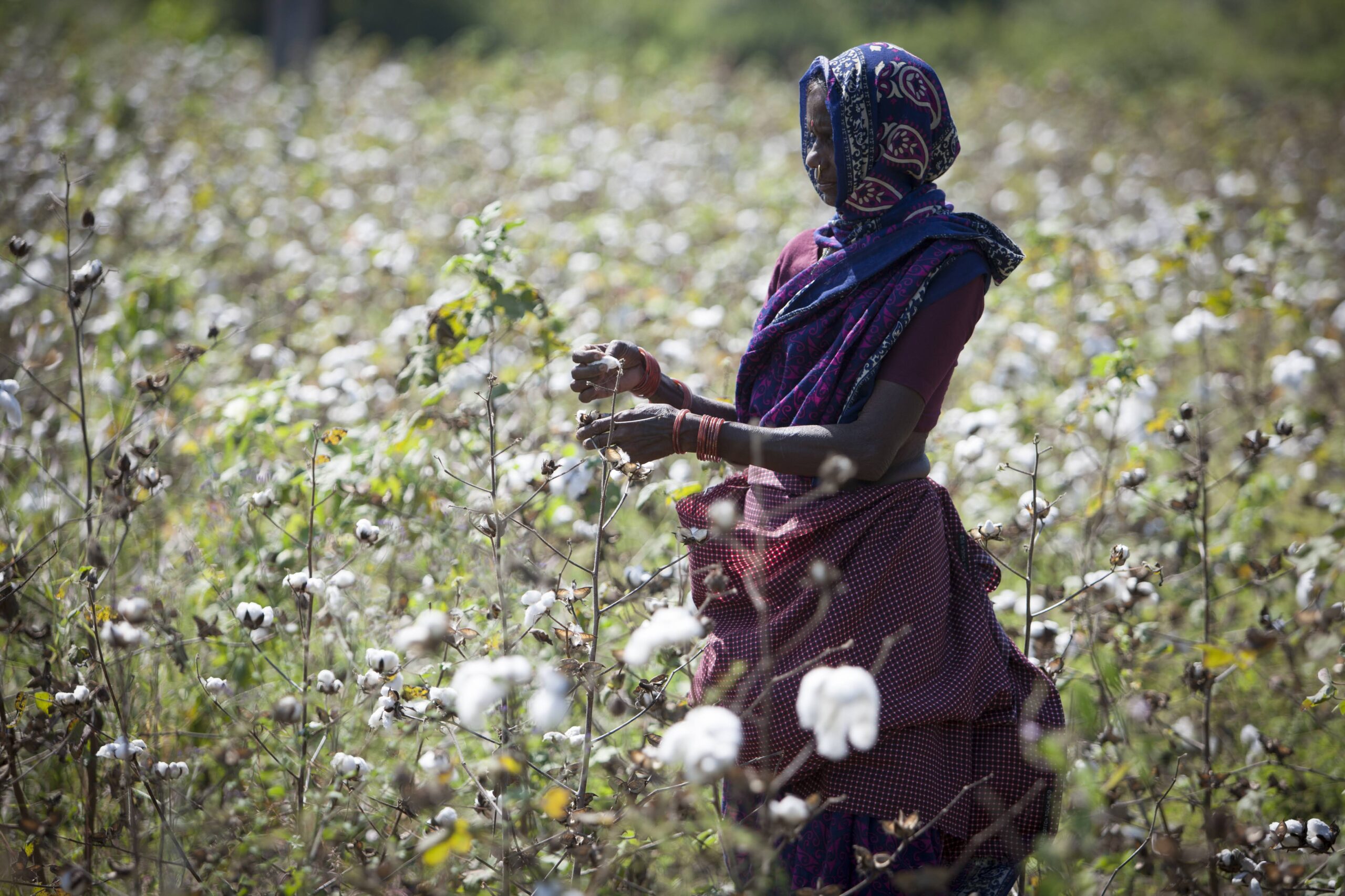cotton sustainability farmer