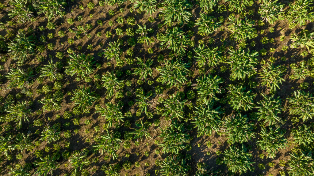 Agroforestry has many benefits - palm farm in Brazil