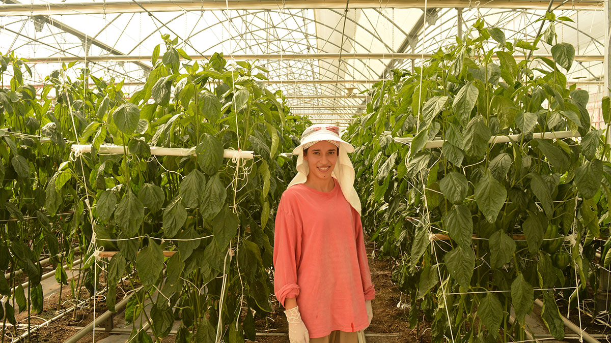 Farmer stands in front of seedlings in a greenhouse