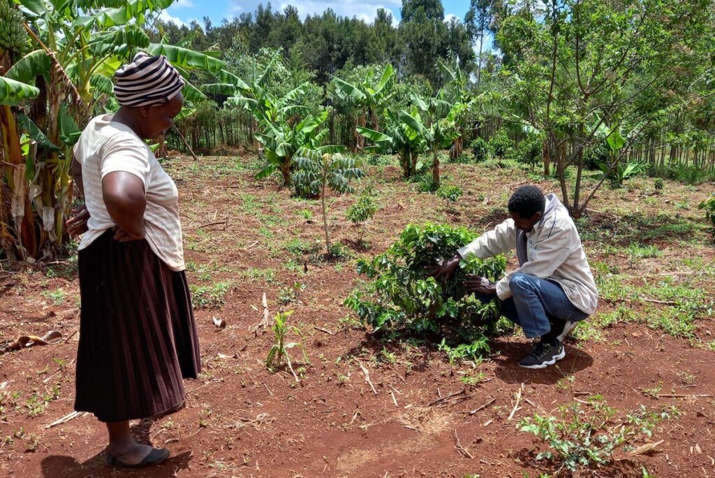 Japheth Kipyegon demonstrates best practices for coffee in Kenya