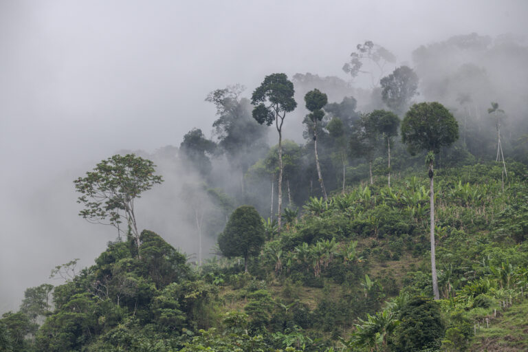 Carbon Credits and Carbon Markets: Unlocking Benefits for Smallholder Farmers 
