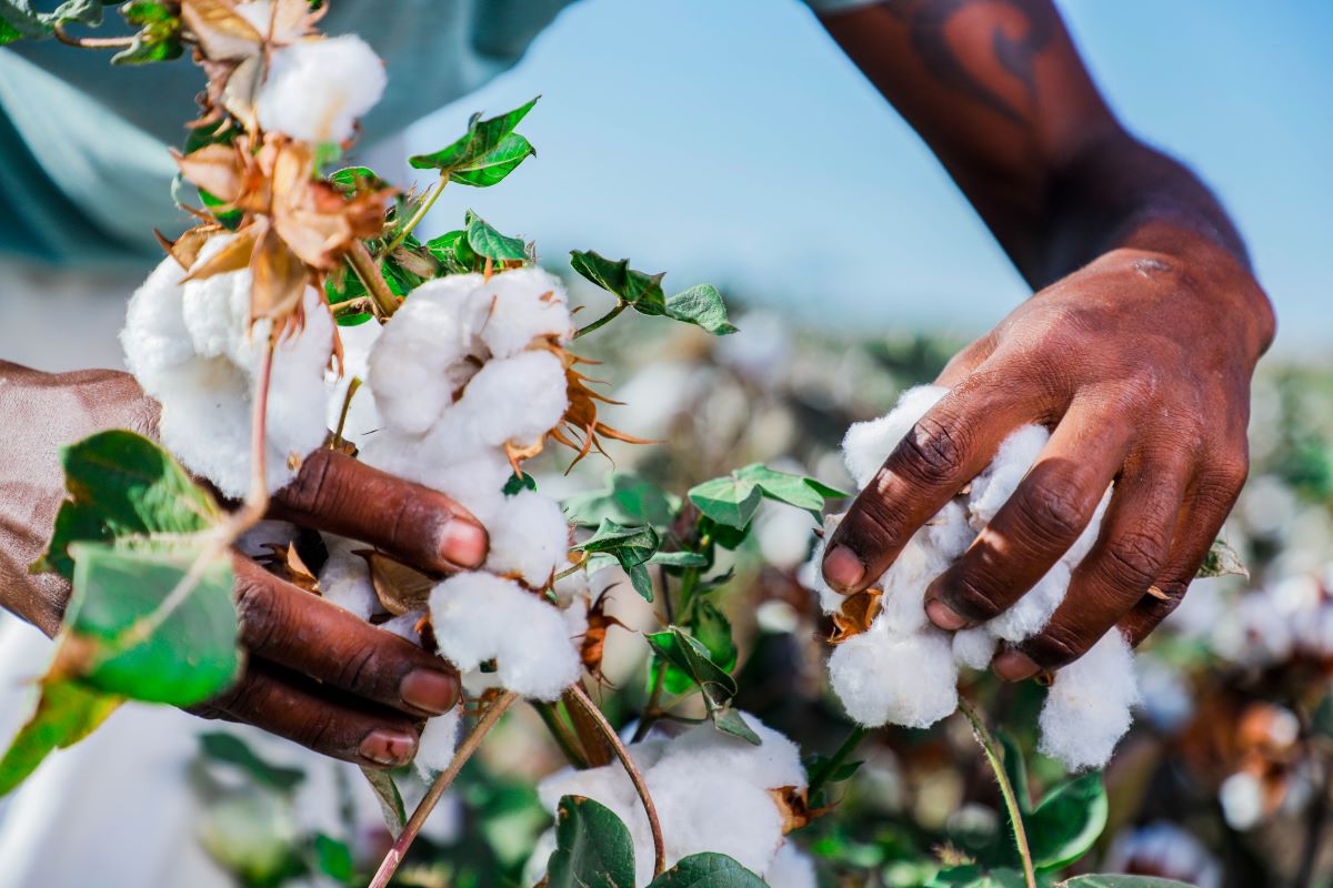 plucking cotton in the field