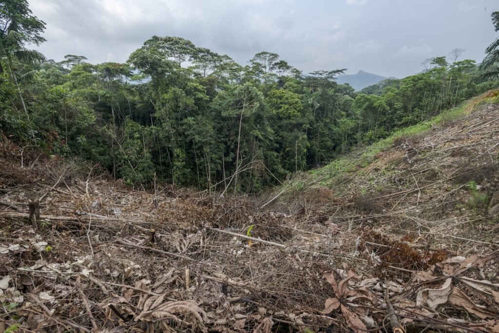 recently cleared land in Colombia