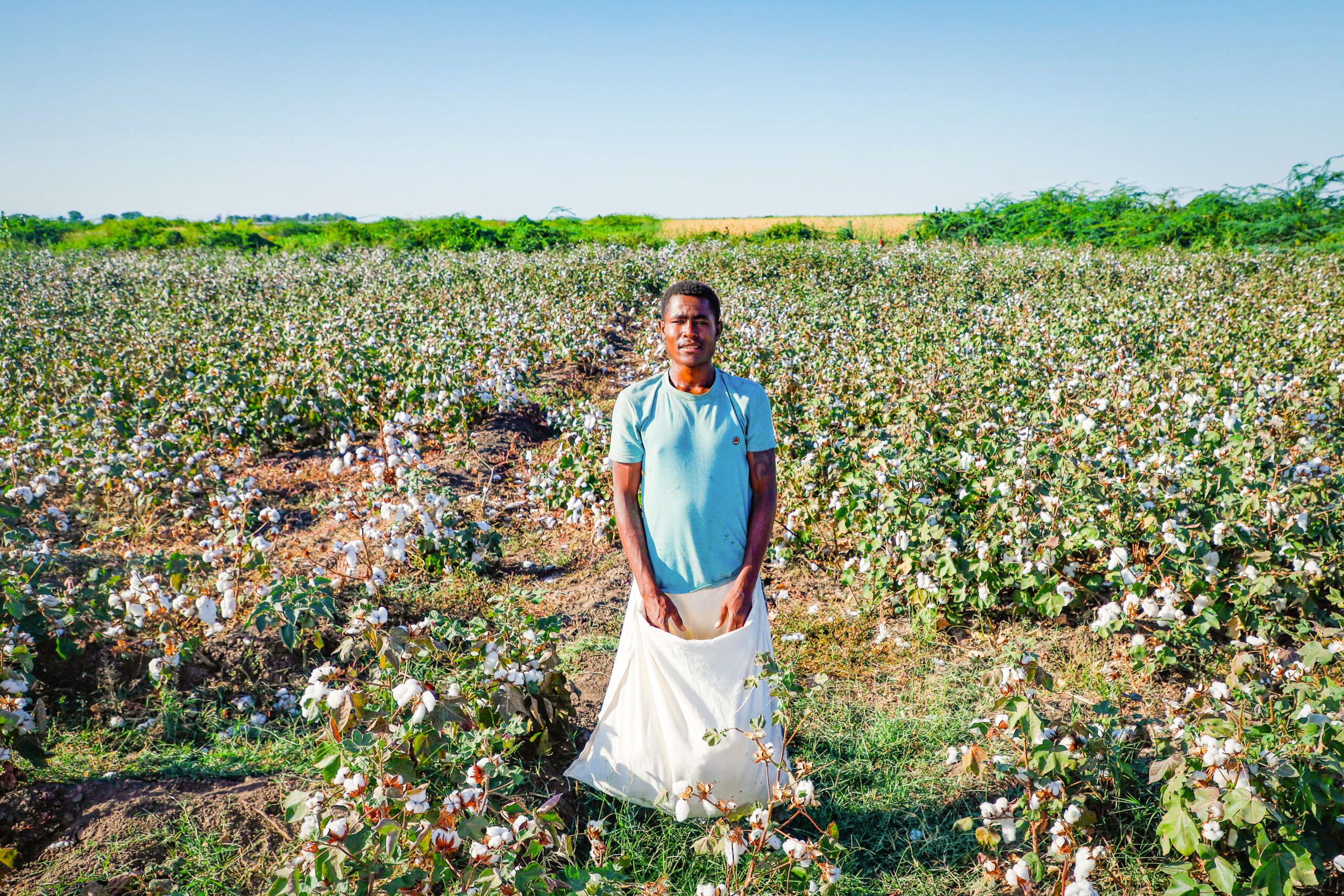 farmer standing in a cotton field in Ethiopia