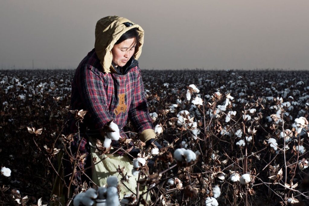 cotton farmer working in the field