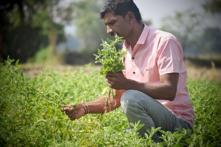Medicinal plant farmer groups in India receive top sustainability and quality certification