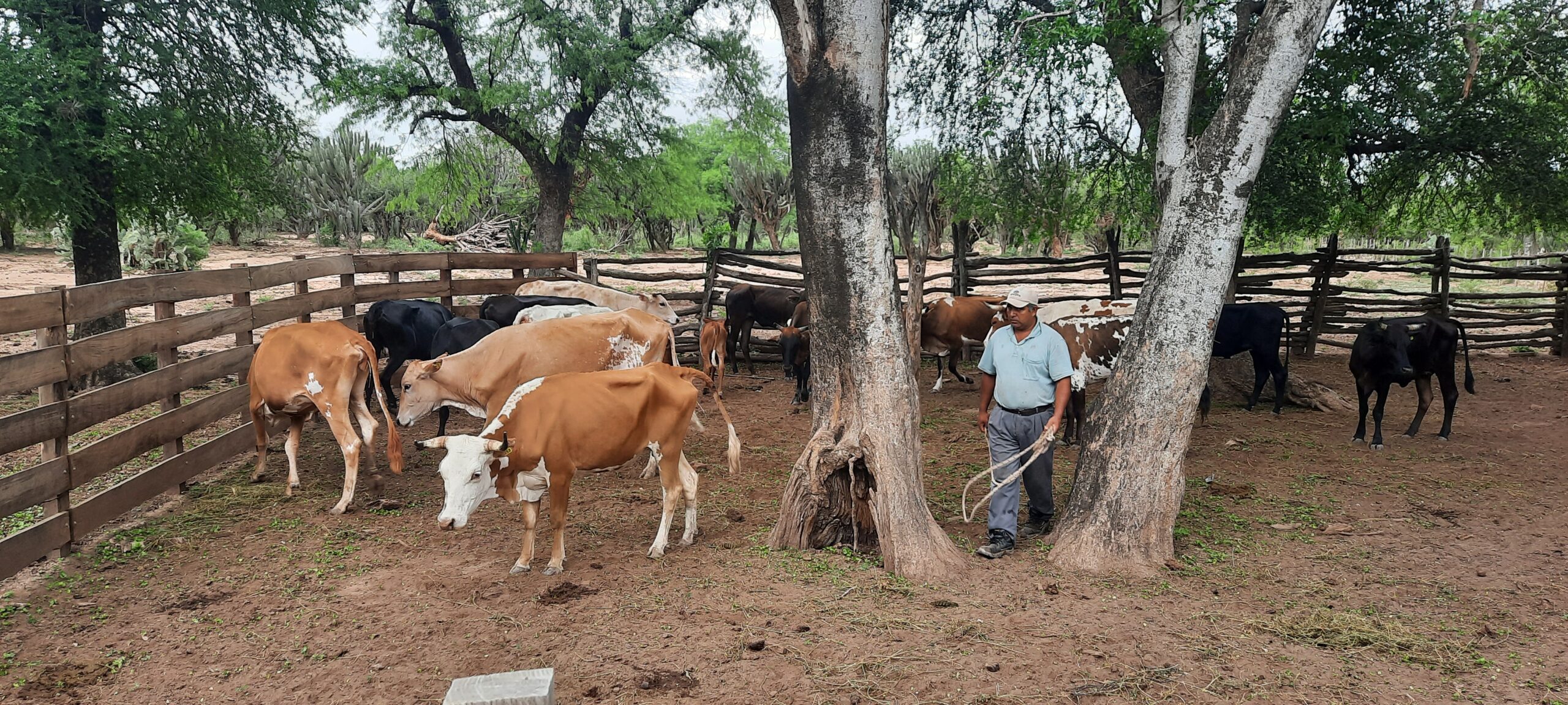 LATAM - Livestock