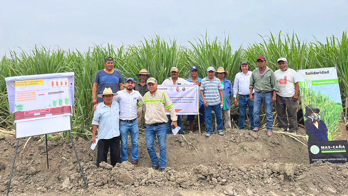 LATAM - Sugarcane - MasCaña project in Mexico