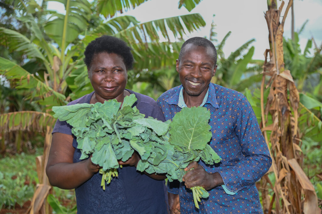 Alex Mwai and his wife harvesting vegetables from their farm, Kirinyaga County, Kenya