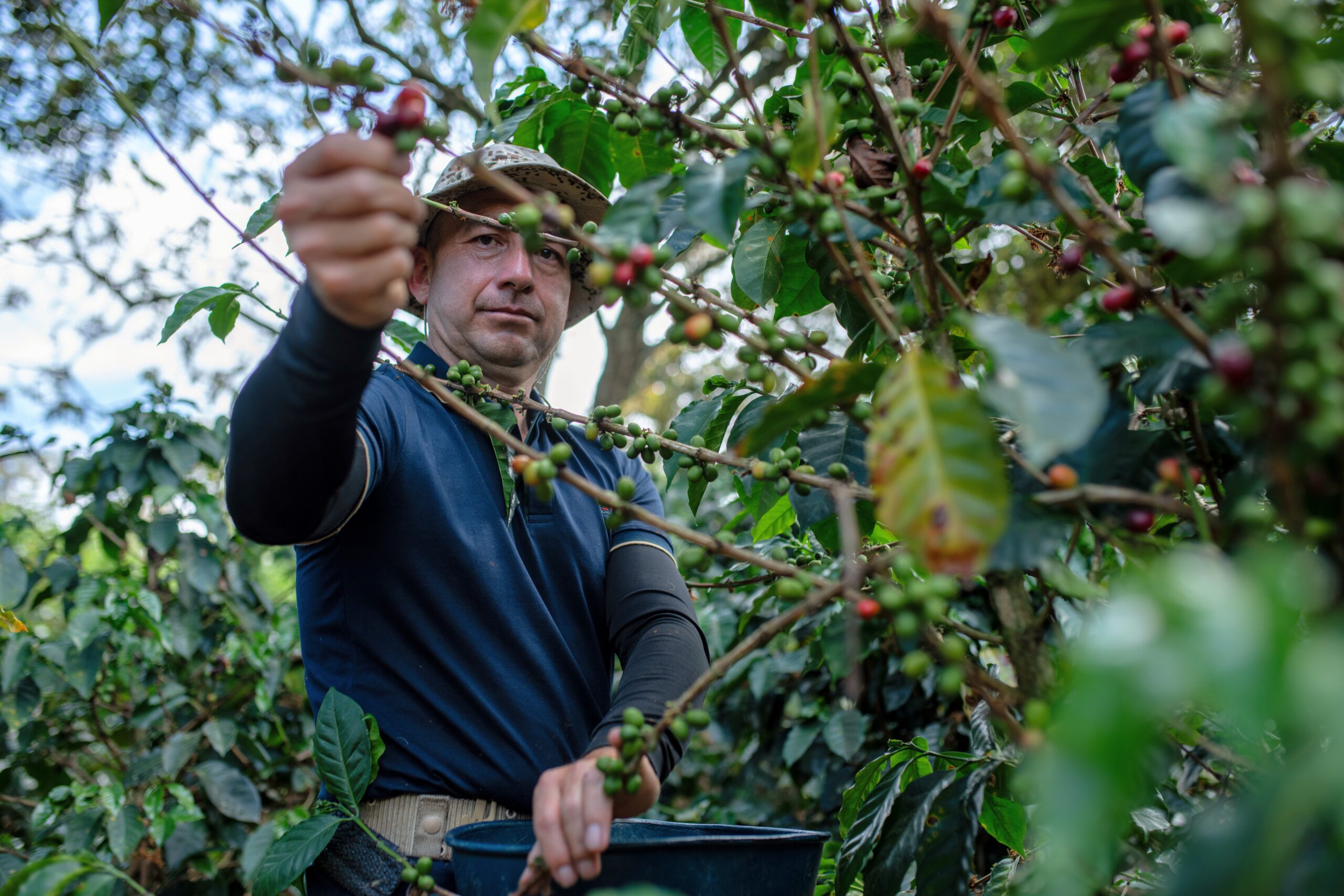 Coffee farmer Diego Édinson López harvests coffee beans during a visit to the Limasol farm, in La Sierra, Cauca department, Colombia, on September 27, 2023. Photo: Jaír F. Coll for Solidaridad