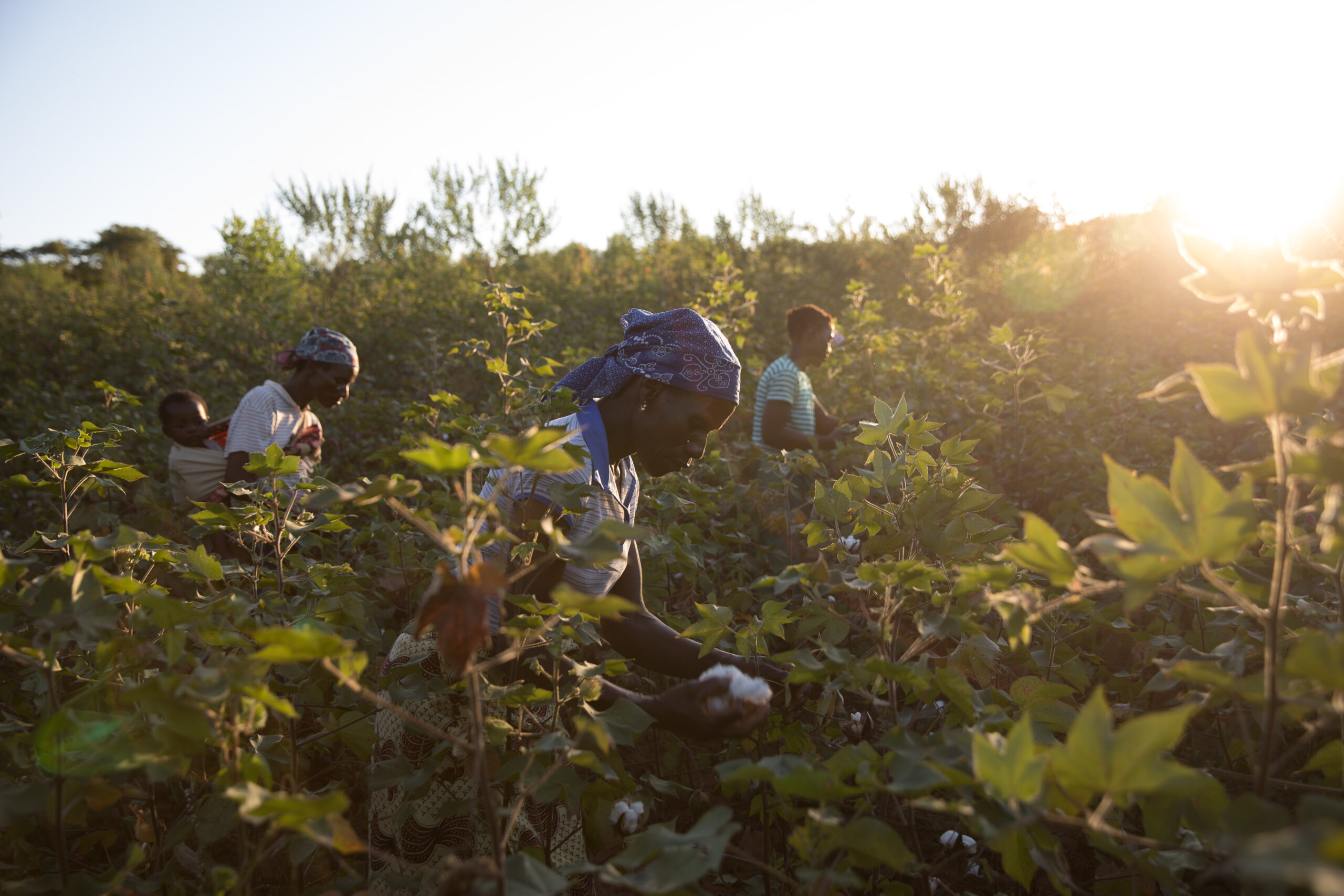 Change story - sustainable cotton hub