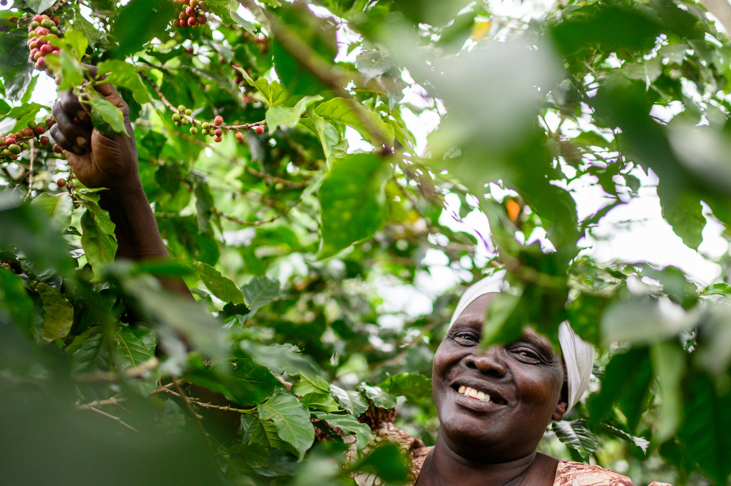 Deborah Sululu picking coffee cherries from her farm in Saboti, Trans Nzoia County, Kenya