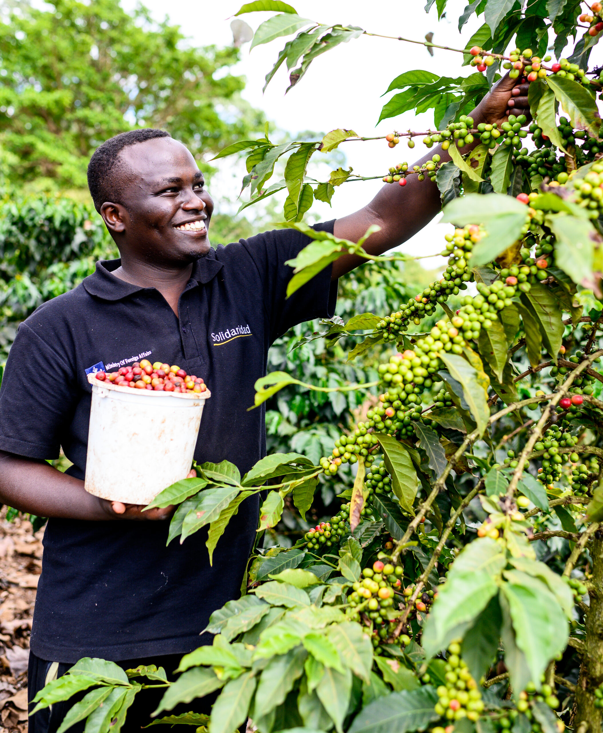 Highlight 1_ Coffee, tea, and food products farmers - Murei a youth coffee farmer picking coffee cherries in his fathers farm