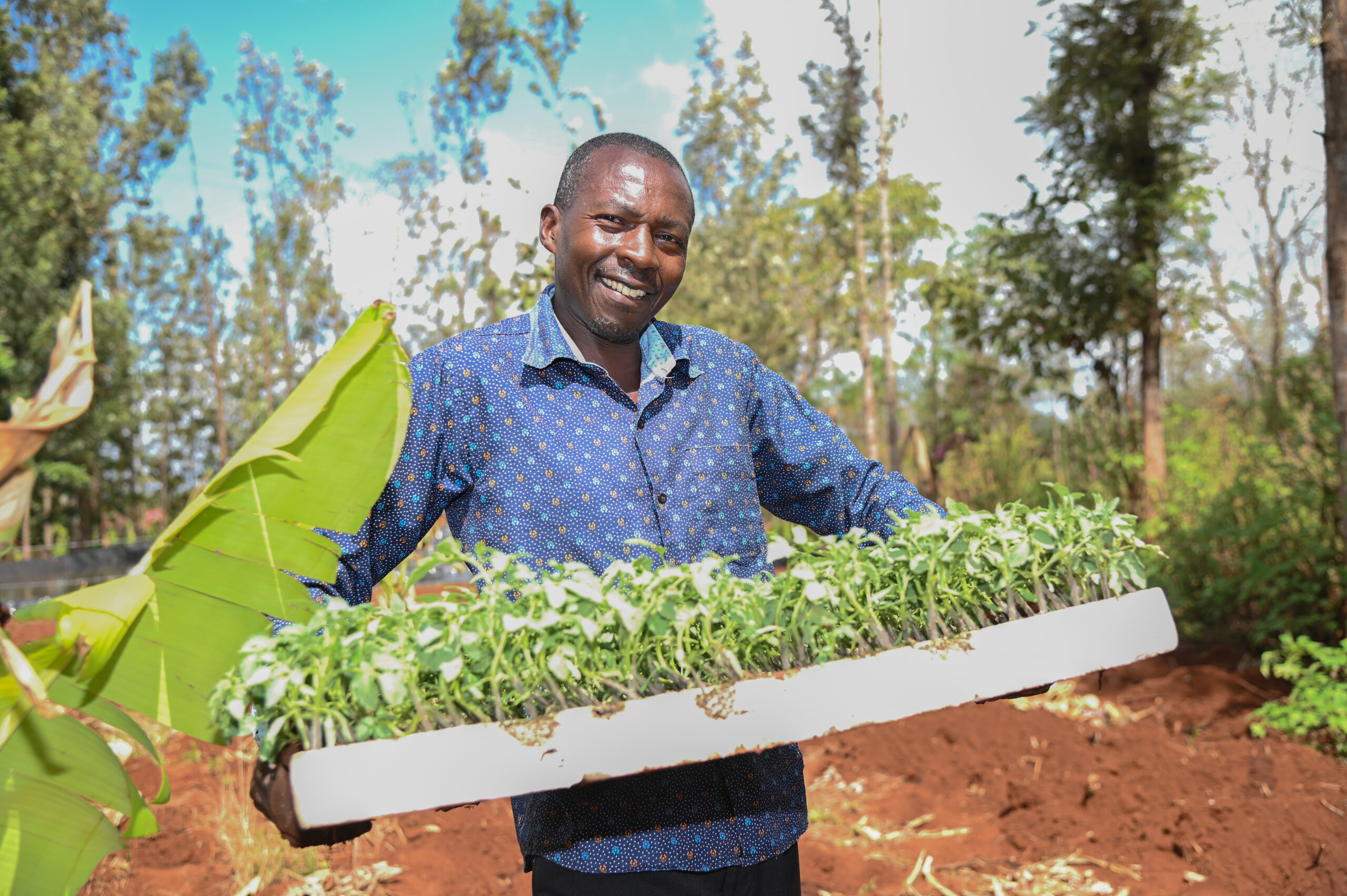 Sustainable land management practices (Kenya Tanzania, Uganda) - Phillip Mwai showcase Tomato seedlings in his farm