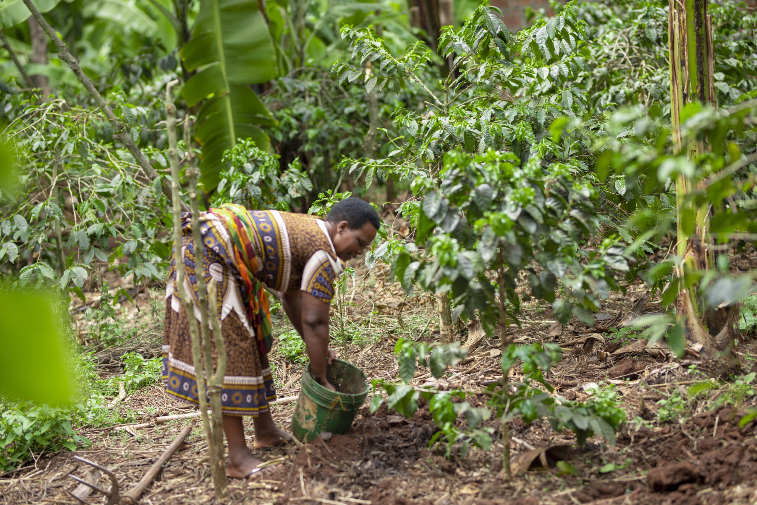 Dorothy Masaki farming coffee in Tanzania