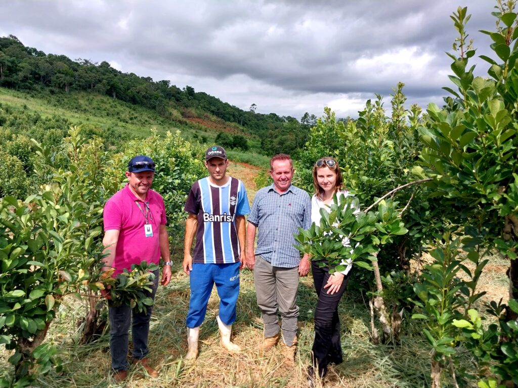 LATAM - Sustainable Agriculture - Yerba Mate in Brazil