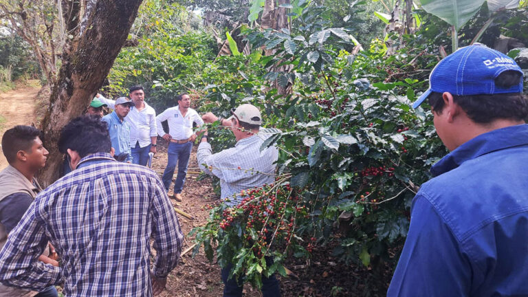 Advancing sustainability in coffee: Collaborative initiatives creating change