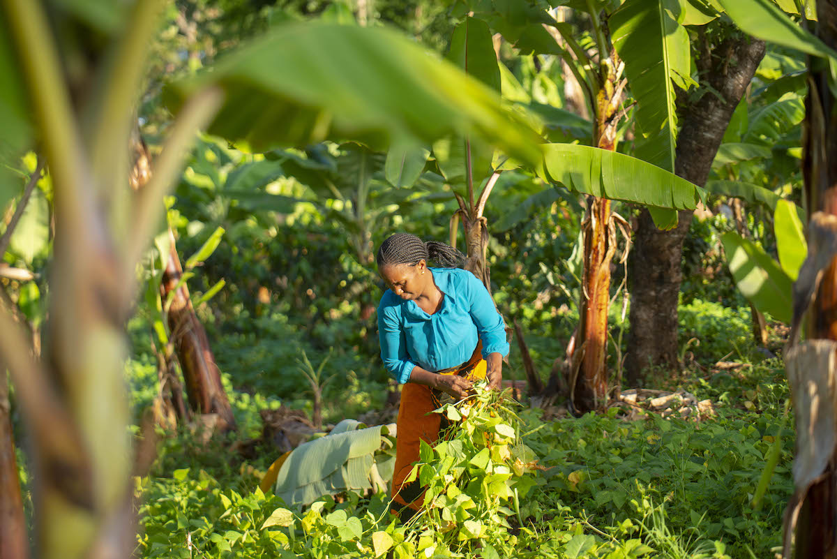 SuzanMalya-profile-Tanzania-coffee-pruning