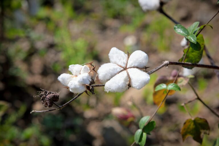 A meeting of minds: Solidaridad and Planboo join forces to steer the cotton sector in Zambia towards climate resilience