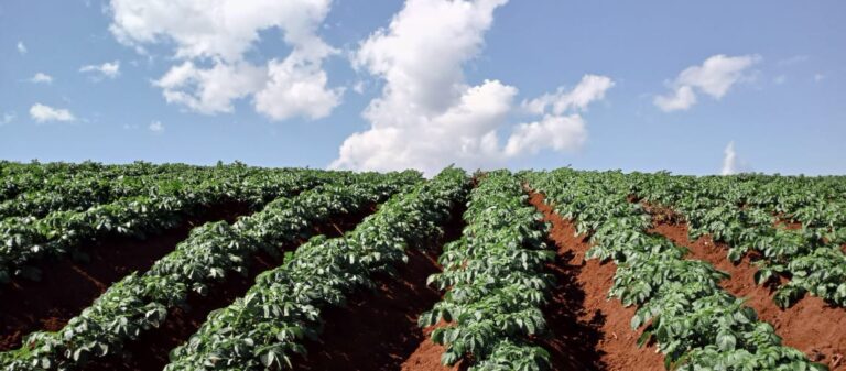 Wasting away –  The social and economic consequences of post-harvest losses