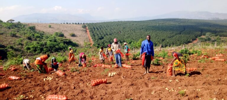Harvesting Potatoes and Newfound Success in Mozambique