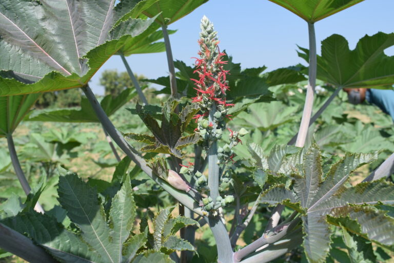 From seed to success: Pragati’s impact on Indian castor farmers after 8 years