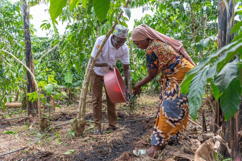 Wasswa Aramanzani and his wife are applying biochar to soil, Mityana District, Uganda