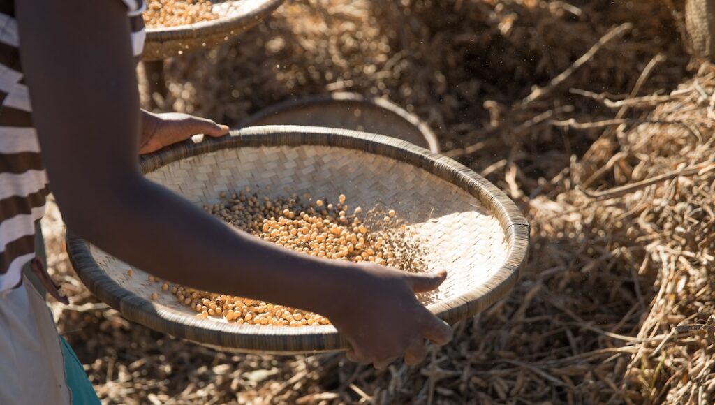Mozambique-soybeans