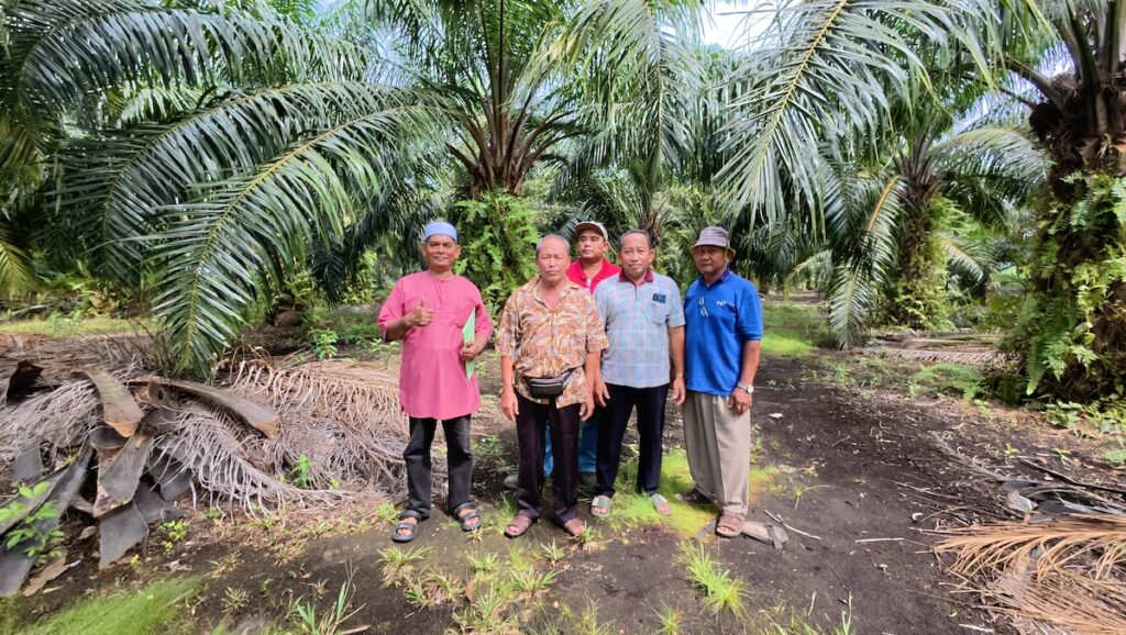 Smallholder oil palm farmers in Malaysia