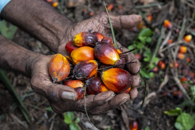 Charting a path to palm oil self-sufficiency in India: White paper provides actionable insights