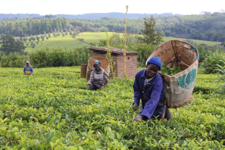 Tea Ties: From Labor to Ownership