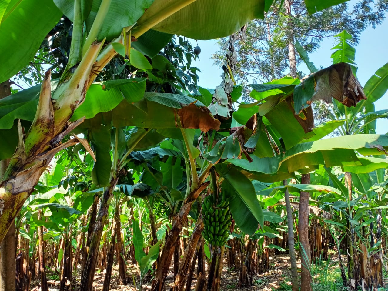 Sustainable Livelihoods Through Improved Banana Production In Meru County Kenya Solidaridad 