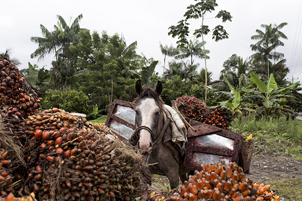 Transport of oil palm fruit in Tumaco, Nariño. Photo by: Solidaridad