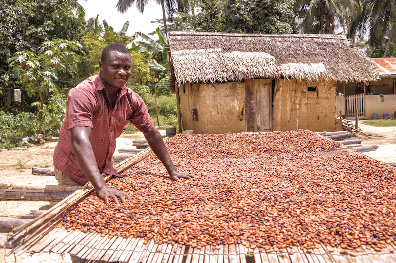 business plan for cocoa farming in ghana