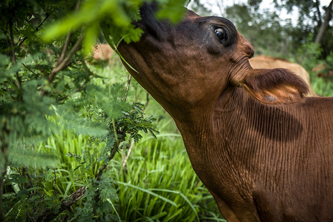 Colombia's dairy and livestock sectors sign milestone zero-deforestation agreement