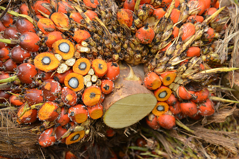 Oil palm harvest Peru