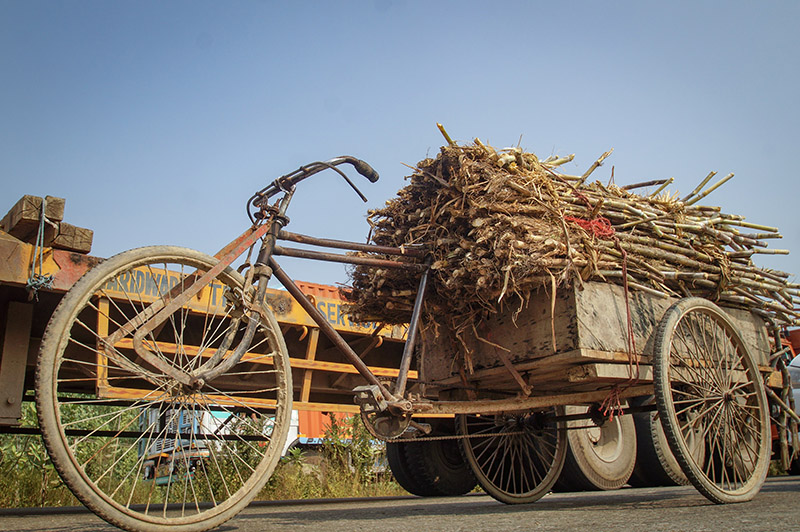 Sugarcane transport, Lucknow, India