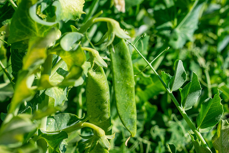 Sugar snap pea trials on Ms Mathe's farm in Putfontein, South Africa